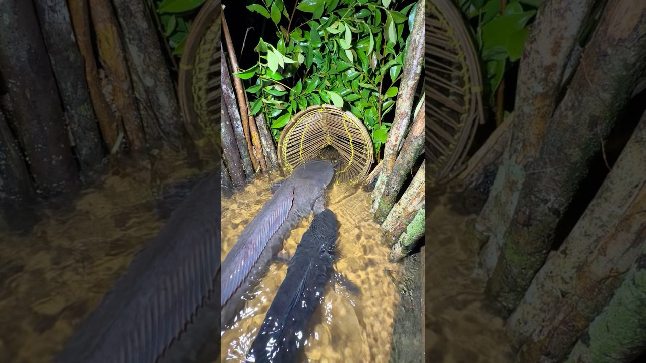 Berburu Ikan Lele Monster dengan Bubbu di Sungai