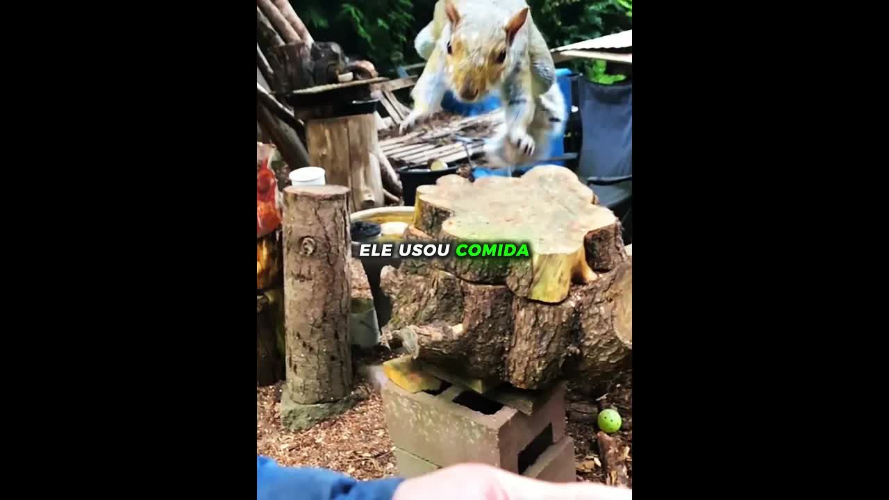 Homem ajuda esquilo com carrapatos no ouvido
