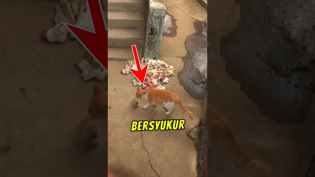 Kucing Balas Budi Dengan Membawa Sarung Tangan