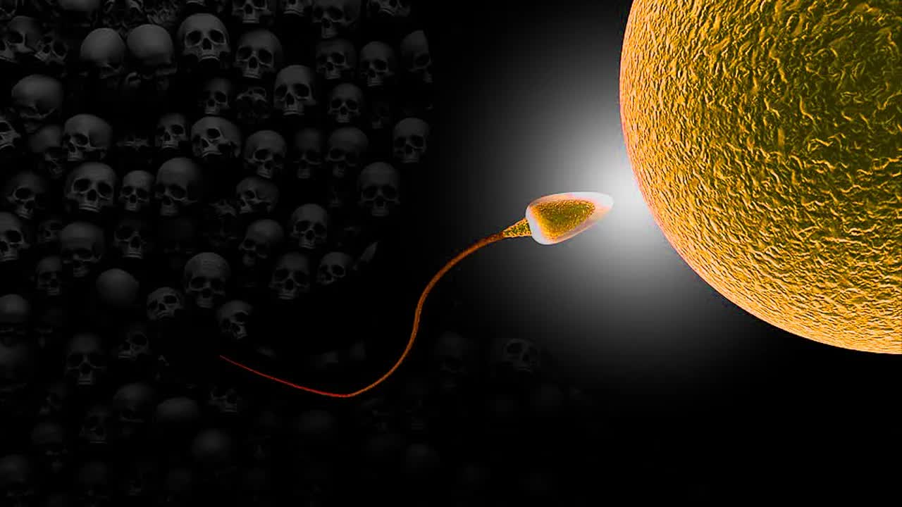 la increíble carrera de los espermatozoides hasta el óvulo