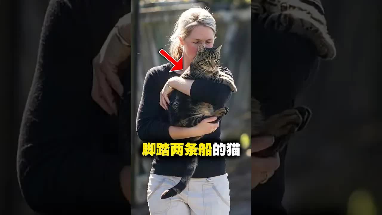猫咪隐藏多年的秘密被一条伤口揭开