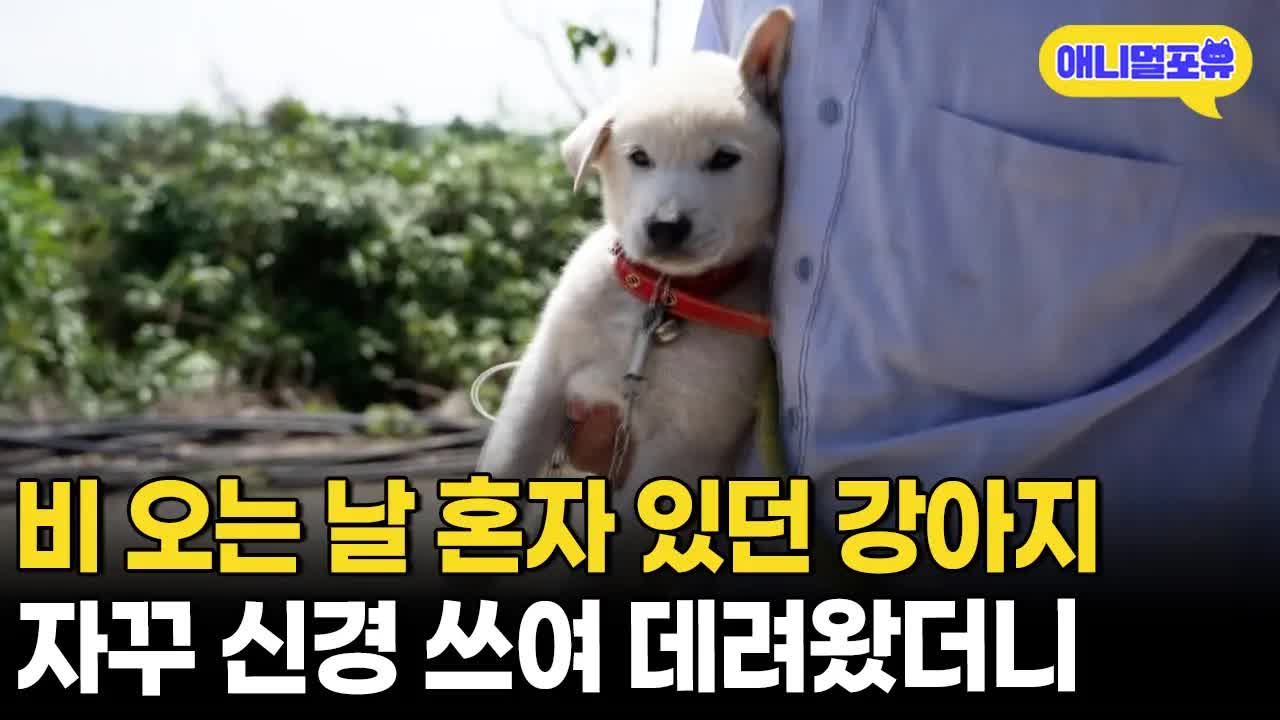 비 맞던 강아지를 구한 할아버지의 이야기