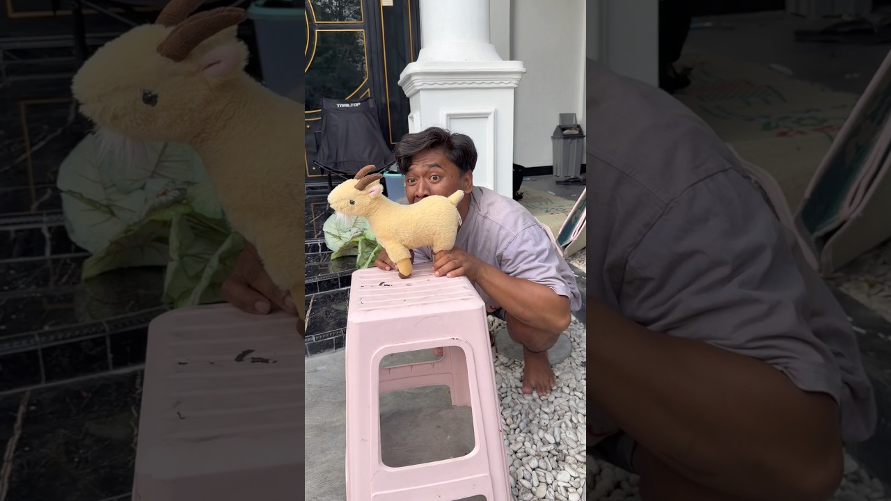 Adik Takut Kucing Ngamen Minta Permen