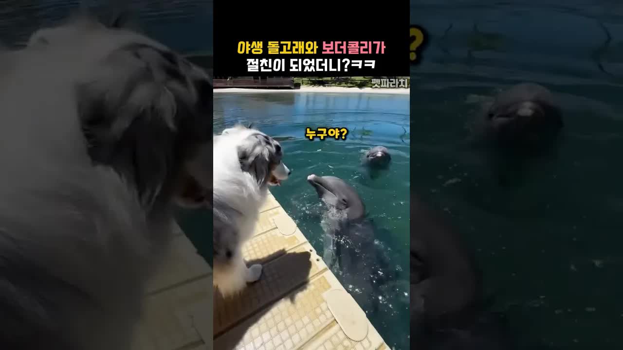 야생 돌고래와 보더콜리의 특별한 우정
