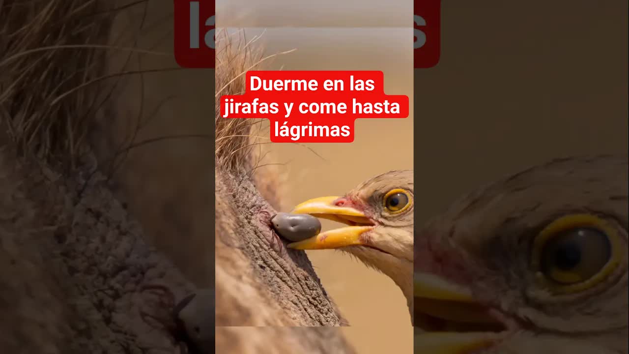 El pájaro que vive en la jirafa