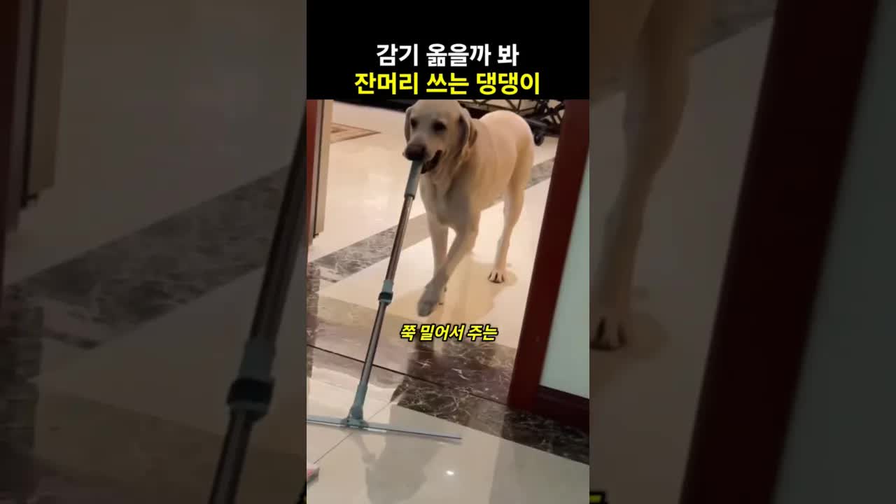 감기 걸린 주인을 도와주는 똑똑한 댕댕이