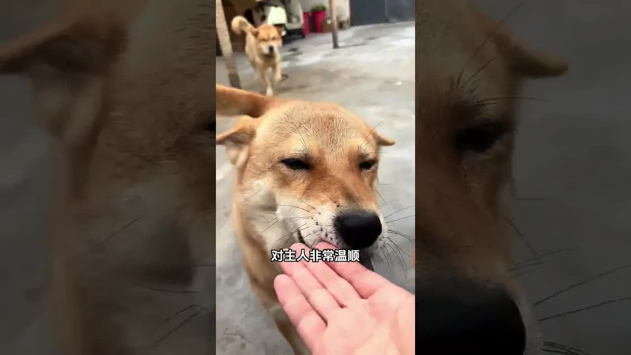 這些狗到底會不會咬人