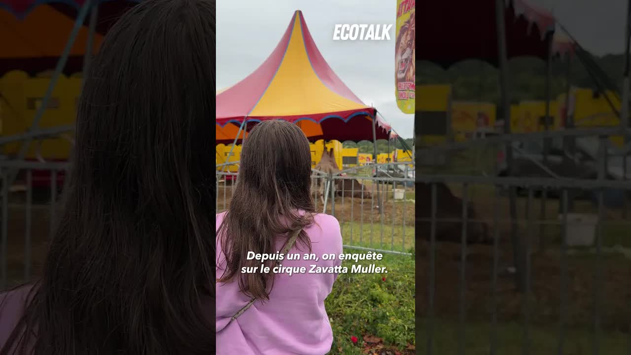 Un hippopotame forcé à tourner dans un cirque