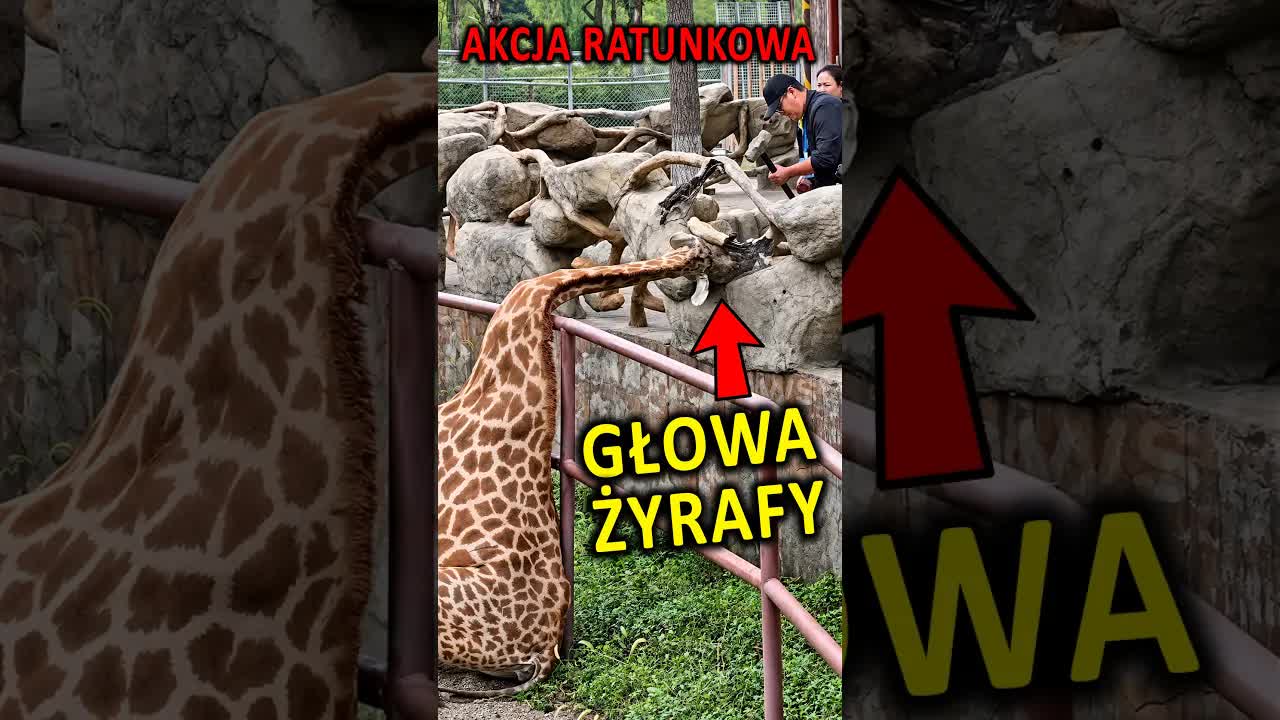 Żyrafa uwięziona w ogrodzeniu zoo w Chinach
