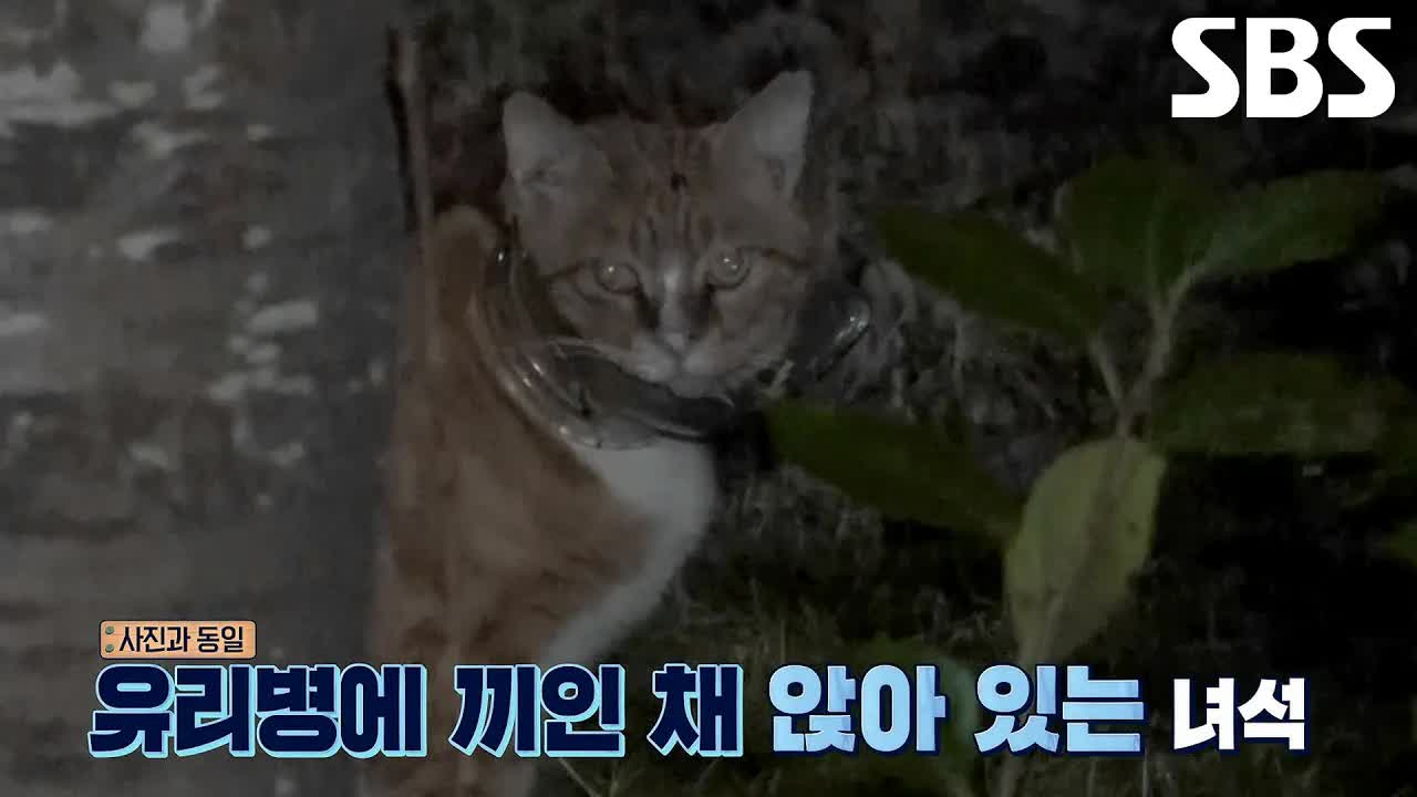 목에 유리병 낀 길고양이의 사투