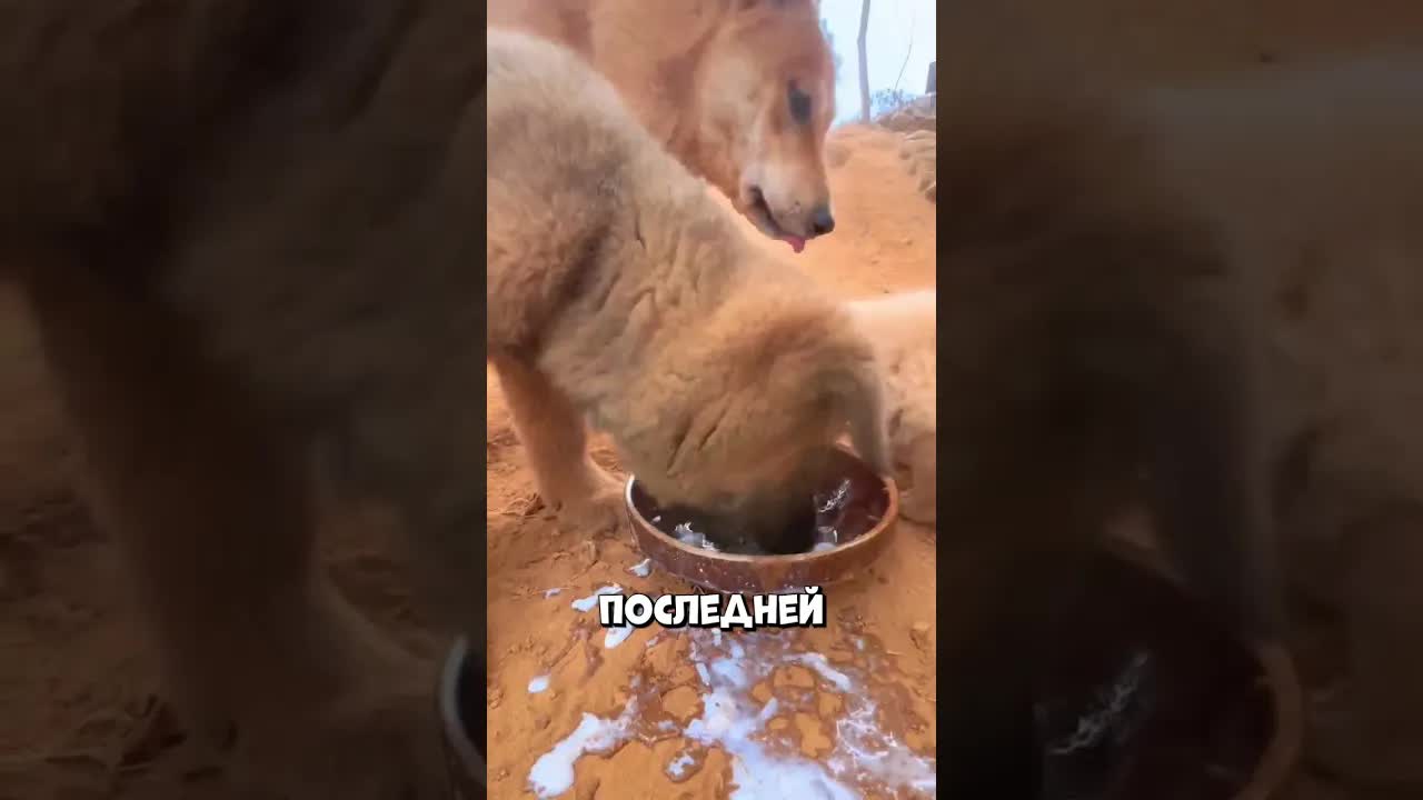 Как мужчина спас маленького щенка от голода