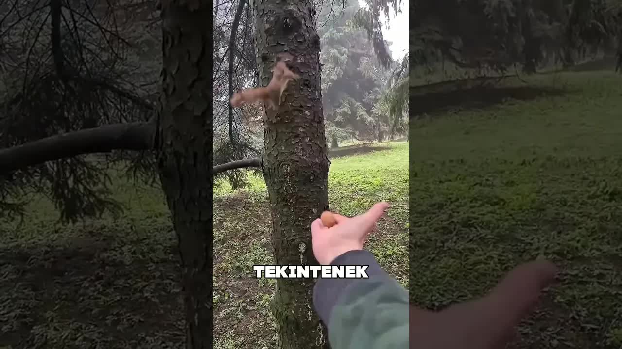 Hogyan nyerjük el egy mókus bizalmát