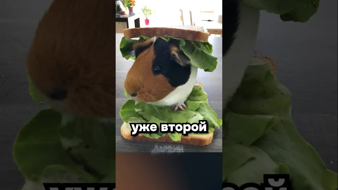 Как англичане спасли морских свинок от еды