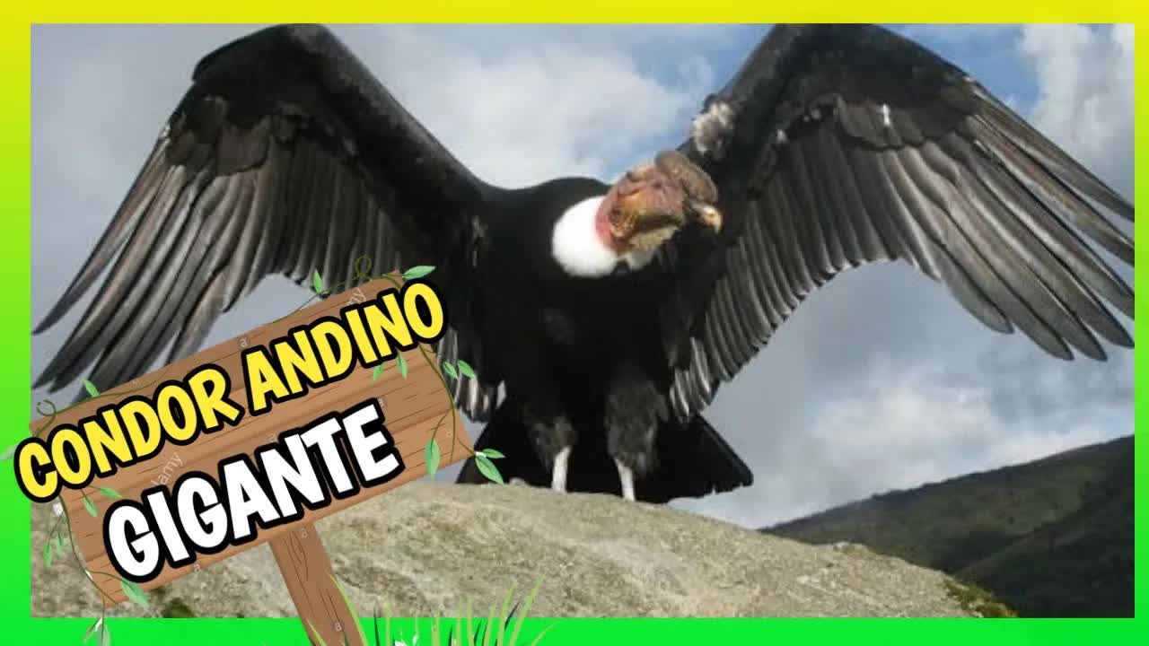 El cóndor andino: ave sagrada de América del Sur