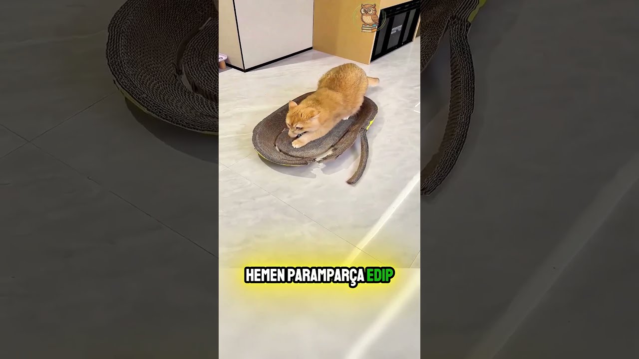 Kedinin Pahalı Terlik ve Tırmalama Tahtası Macerası
