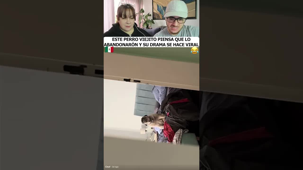 El perro mayor piensa que lo abandonan