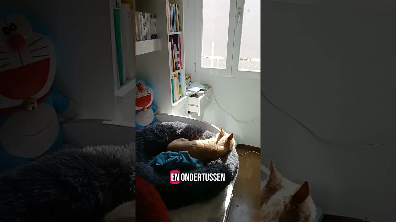 Een fantastisch hondenleven met Oscar en Ruby