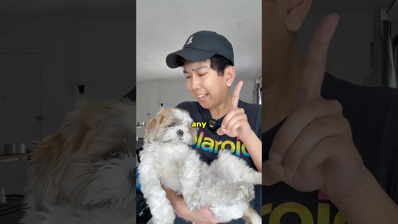 My Dog Hates Balloons