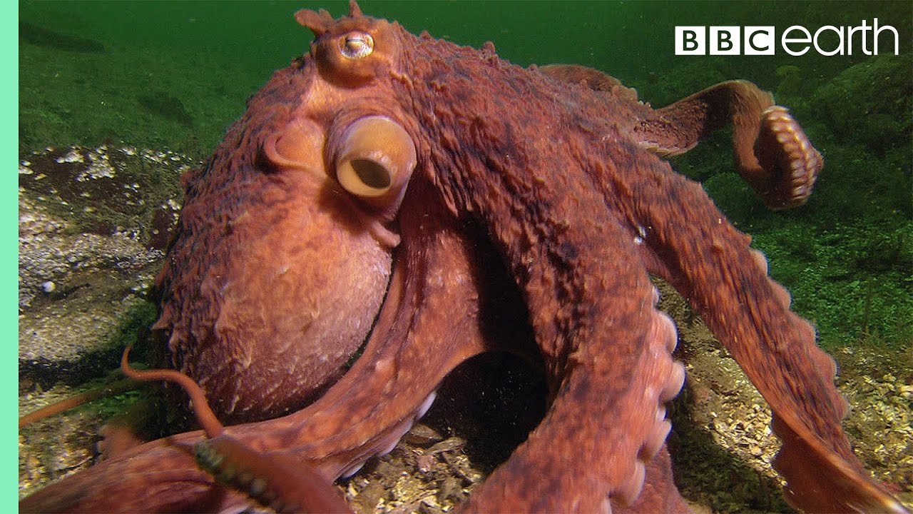 Octopus Steals Crab from Fisherman
