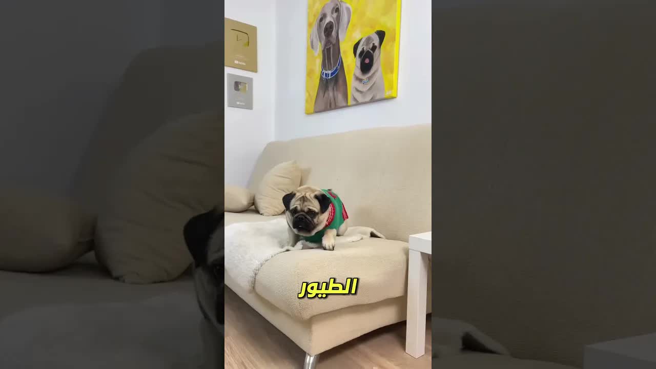 بيت الطيور الذي أسعد سونو