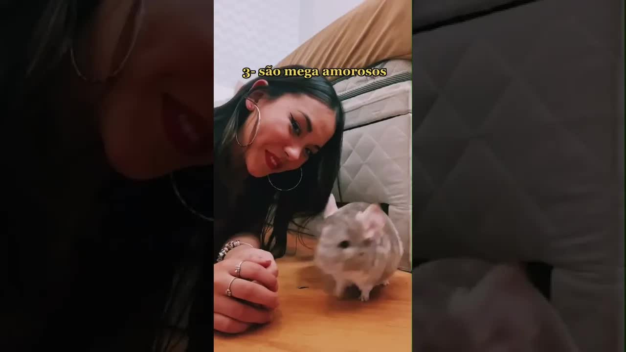 5 motivos para você ter uma chinchila
