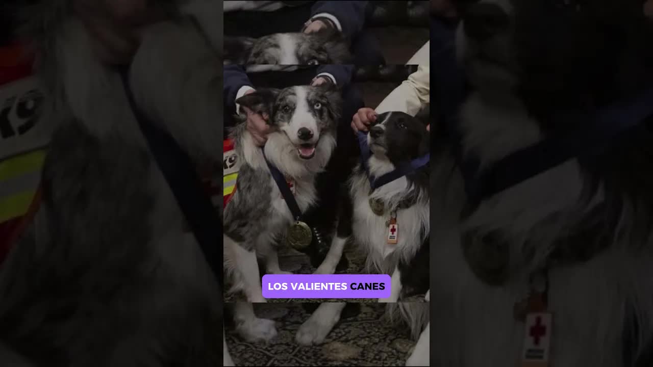 5 perritos héroes que salvaron vidas