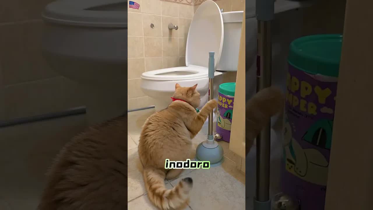 Guerra de gatos por una sandía