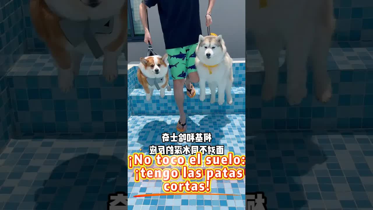 Corgi con patas cortas aprende a nadar