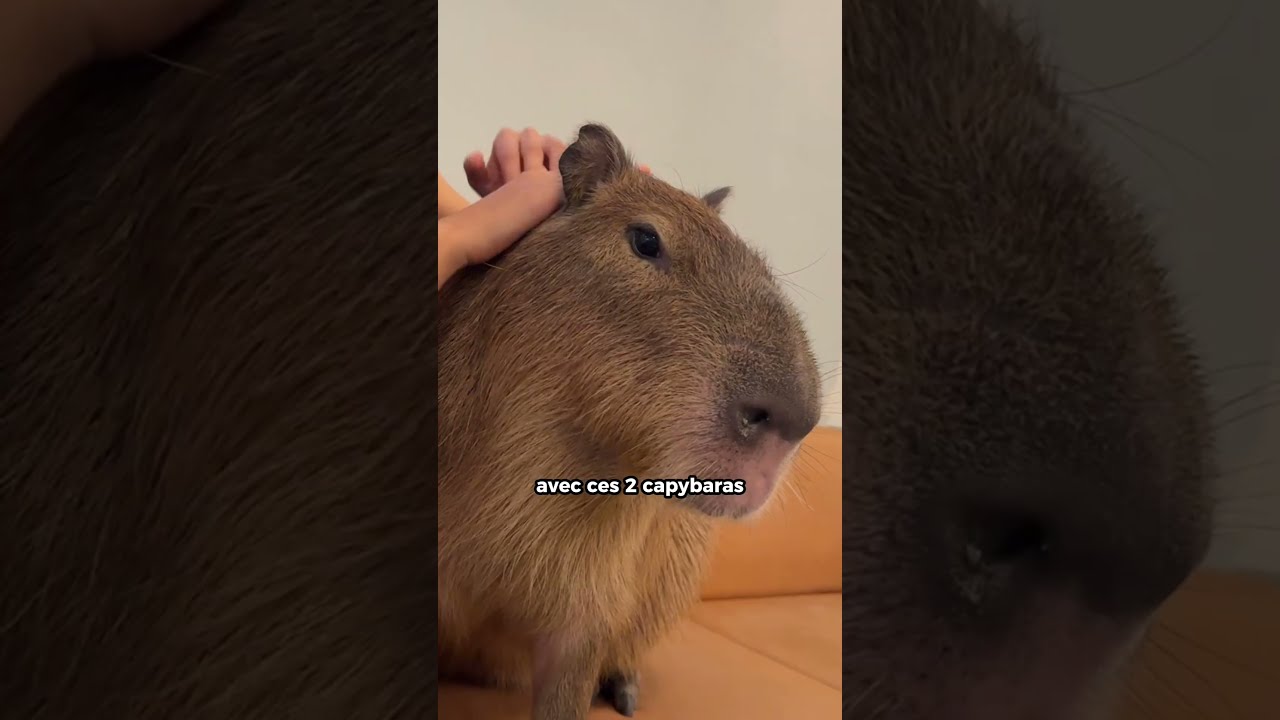 Adopter un capybara au café à Tokyo