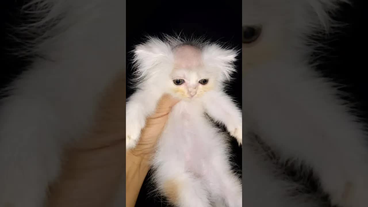أربع أسباب تختار بها القط البلدي