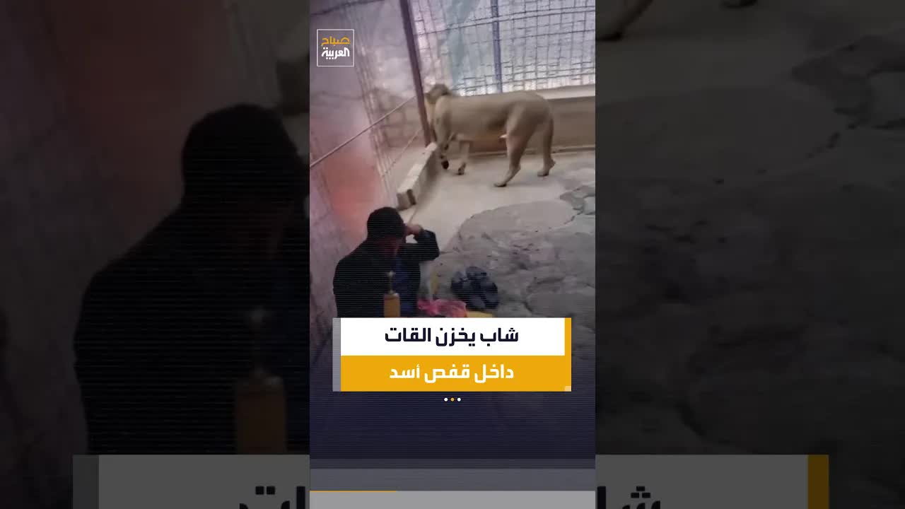 شاب يثير الدهشة داخل قفص أسد في صنعاء