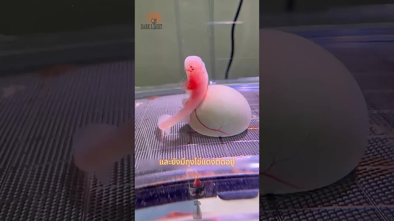 การช่วยชีวิตลูกฉลามที่ฟักก่อนกำหนด