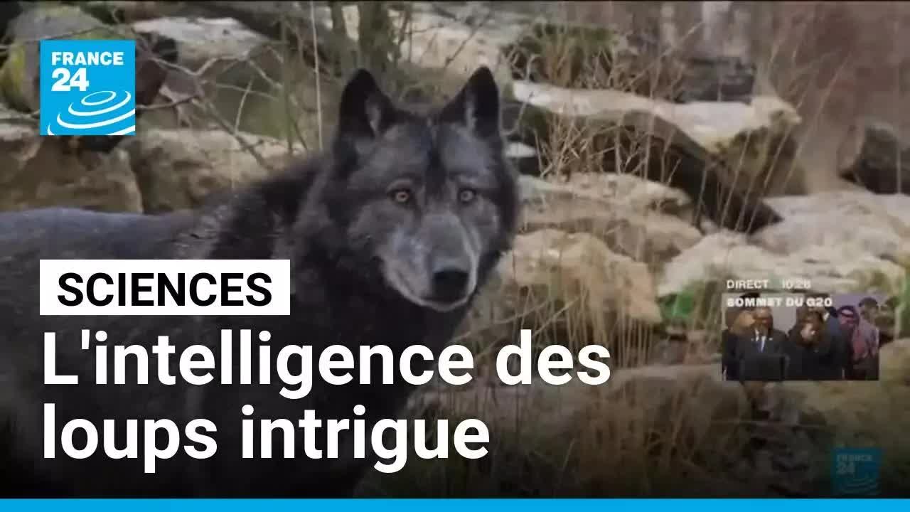 L'intelligence des loups mise en lumière
