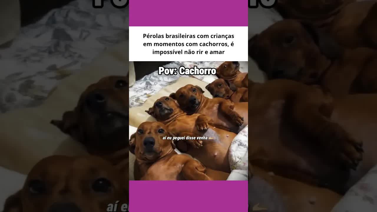 Crianças e cachorros em momentos hilários
