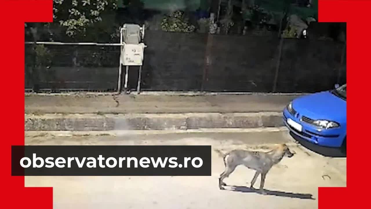 Haita de lupi terorizează un oraș din România