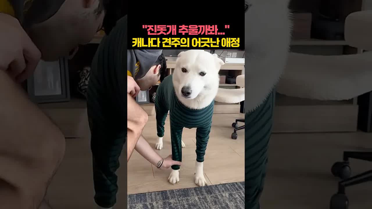 캐나다 견주가 진돗개에게 내복 입힌 사연