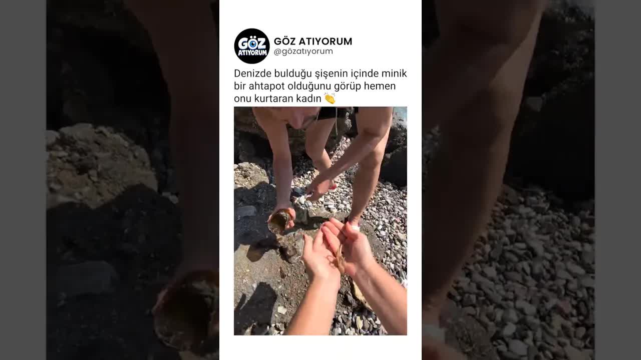 Denizde Şişede Mahsur Kalan Ahtapotu Kurtarma