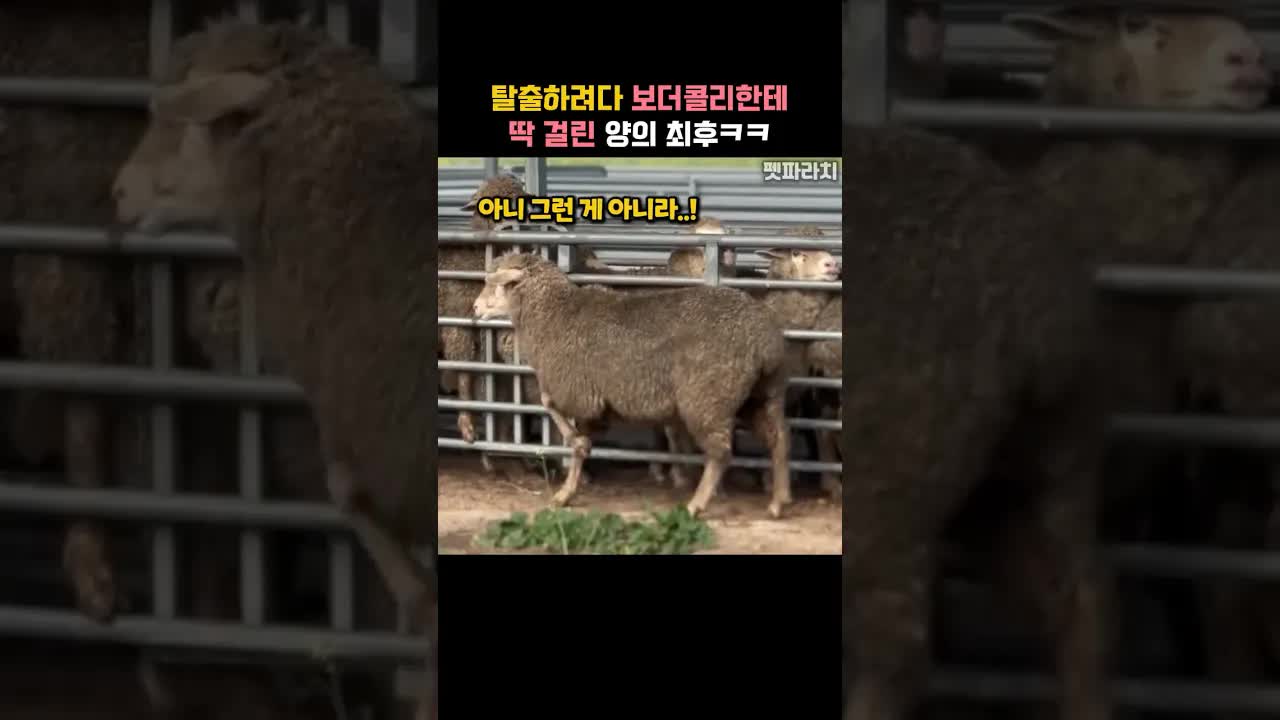 탈출한 아기 양과 보더콜리의 만남