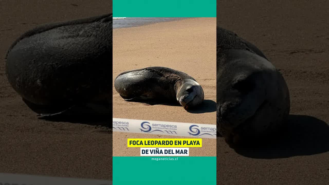 Foca leopardo sorprende en Viña del Mar