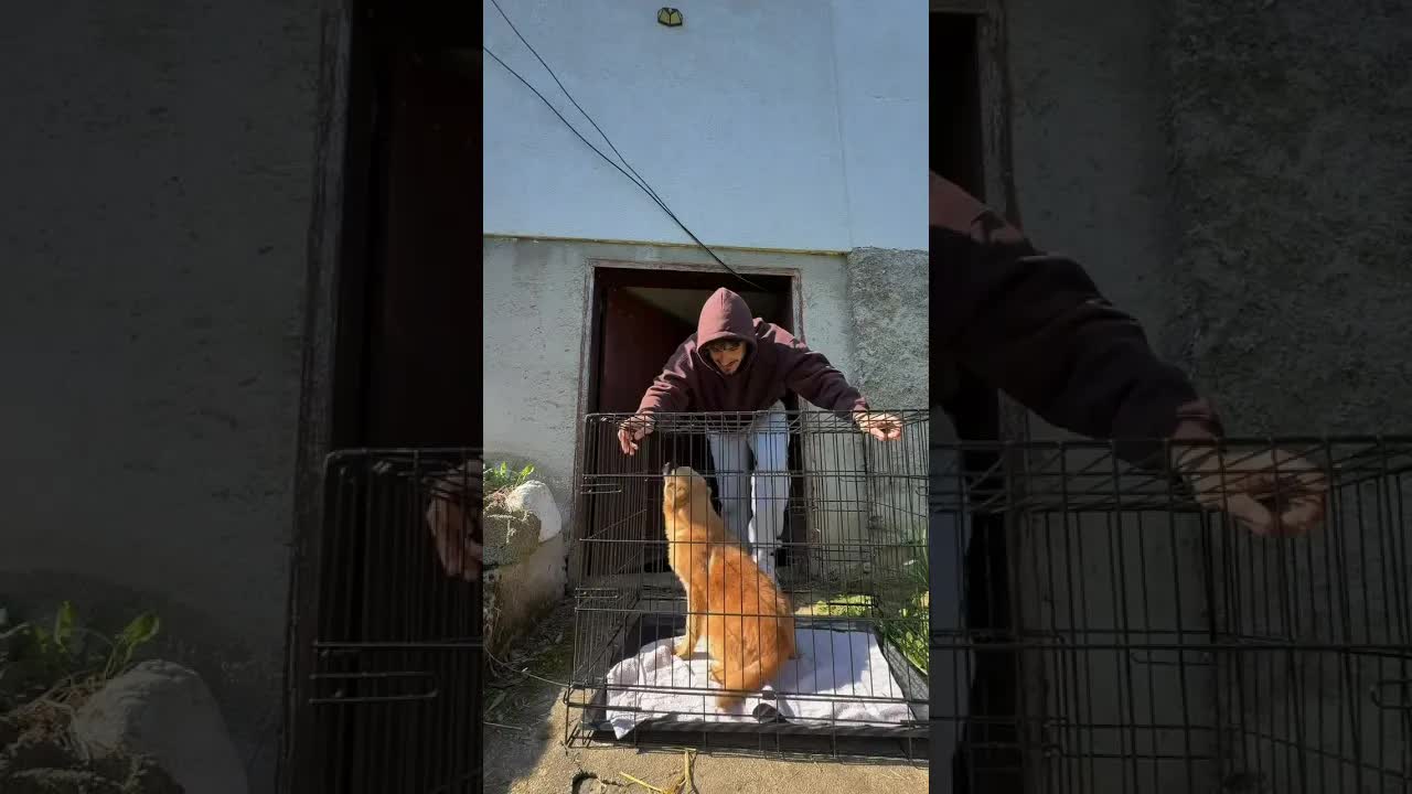 Abschied von einem Straßenhund