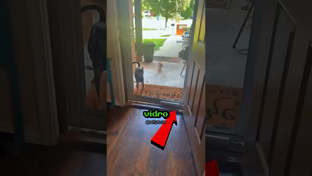 Cachorro com medo de atravessar porta quebrada