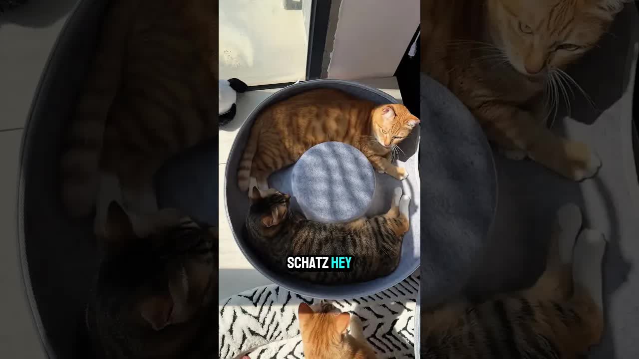 Zwei Katzen streiten um ein neues Bett
