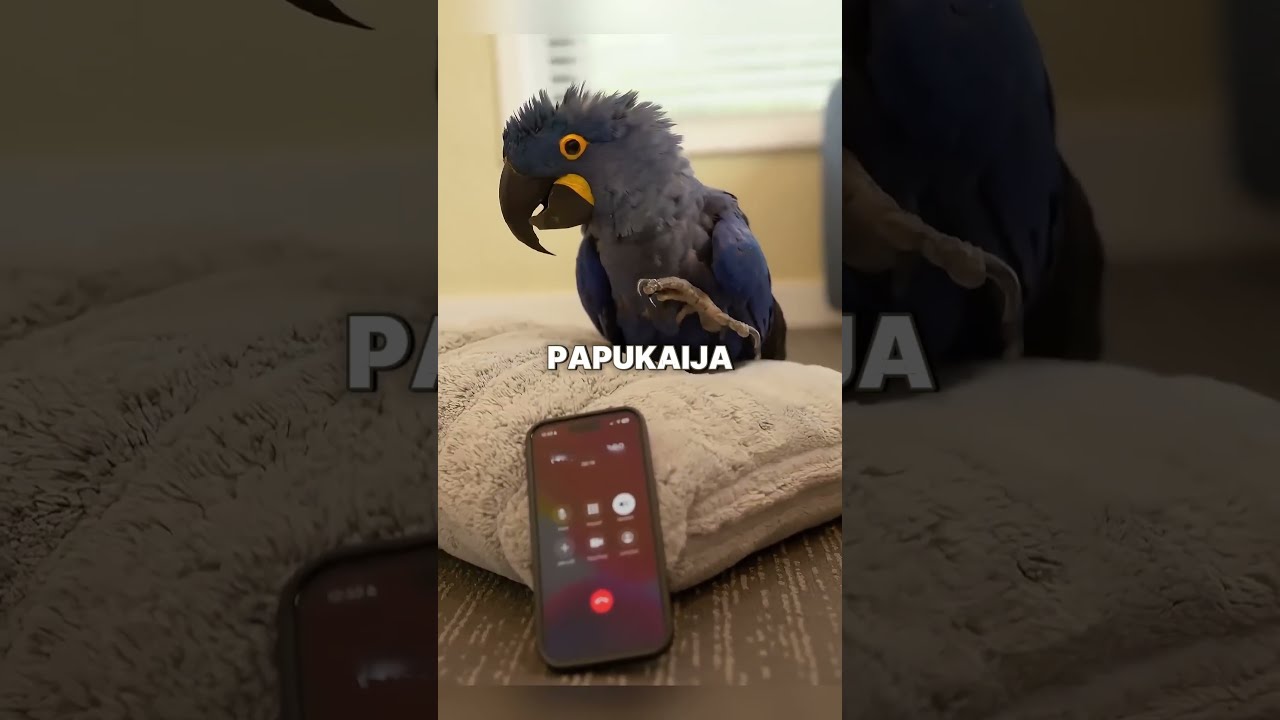 Papukaija ja tekoäly puhuvat kieliä