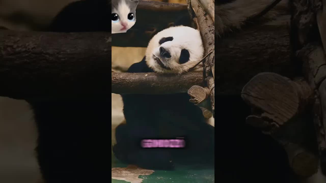 A panda bosszúja: A repelt répa története
