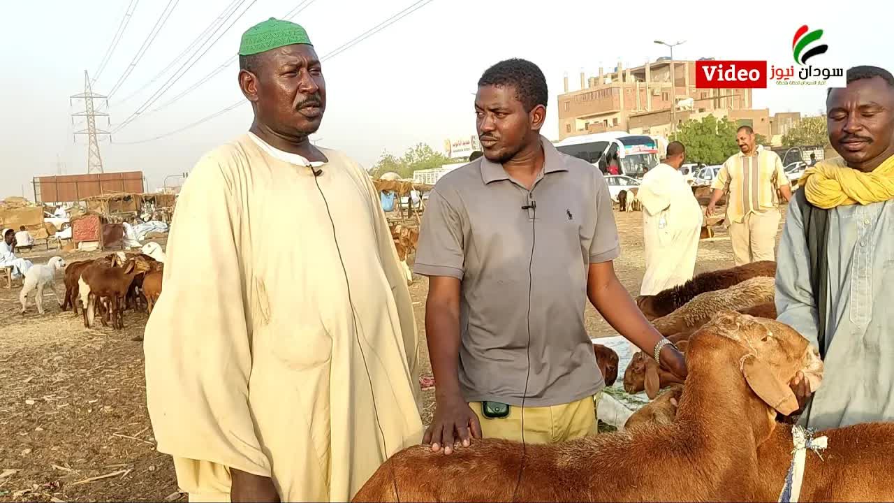 جولة في سوق خراف الأضاحي بالسودان والأسعار