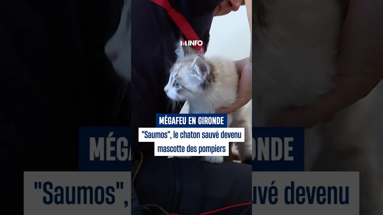 Somos, le chaton mascotte des pompiers de Bassens