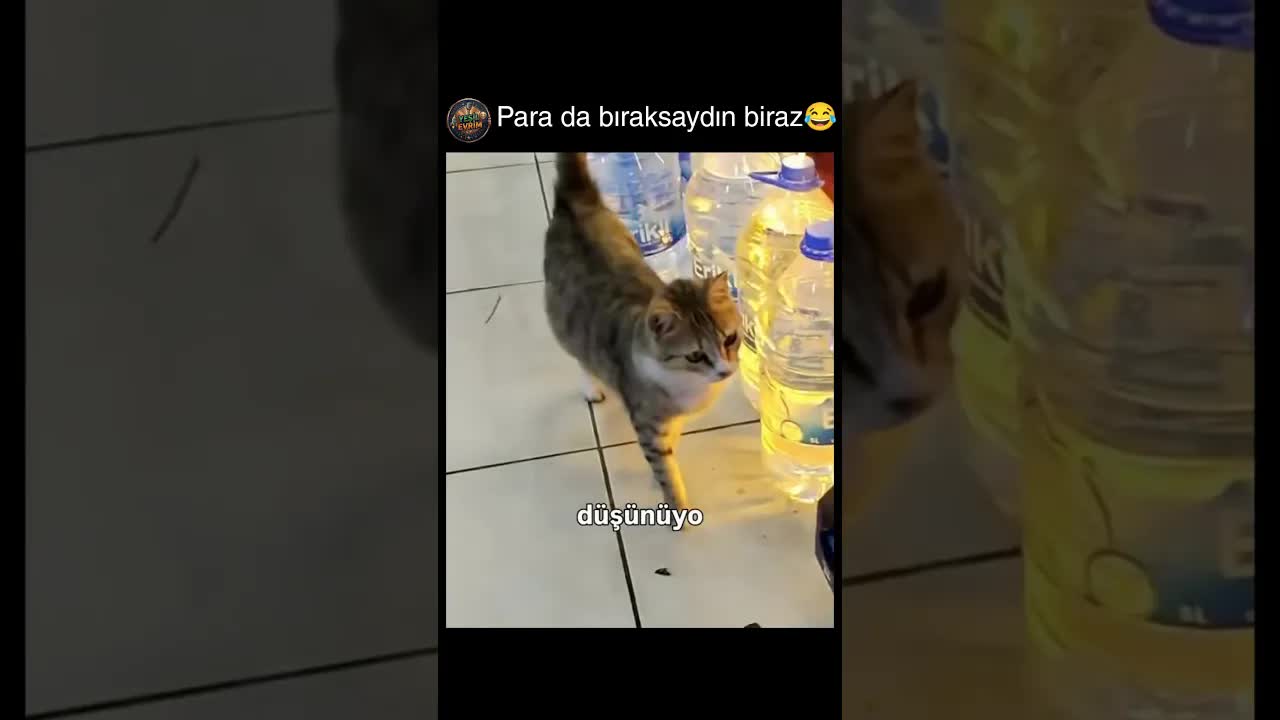 Mahallenin En Akıllı Kedisi Markette Yem Seçiyor
