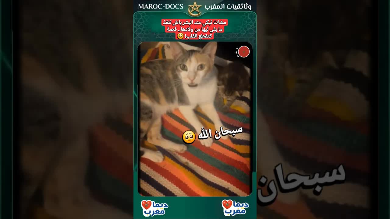 قطة تطرق باب بيت لإنقاذ وليدها