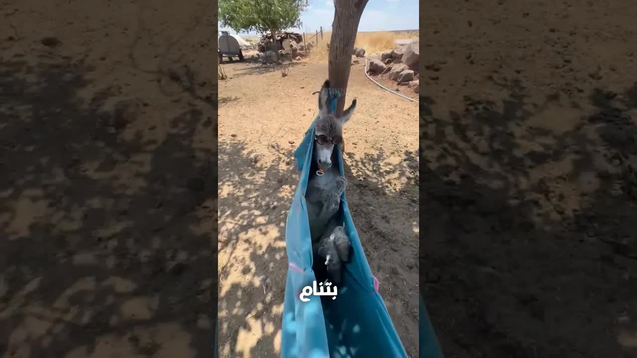 تسع حيوانات بتنام بطريقة غريبة