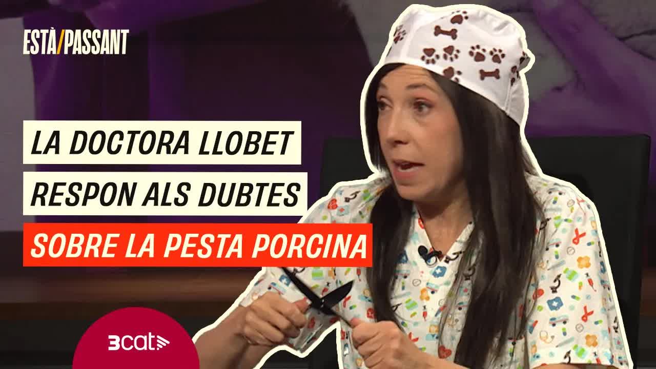 La doctora Llobet i els perills de la pesta porcina